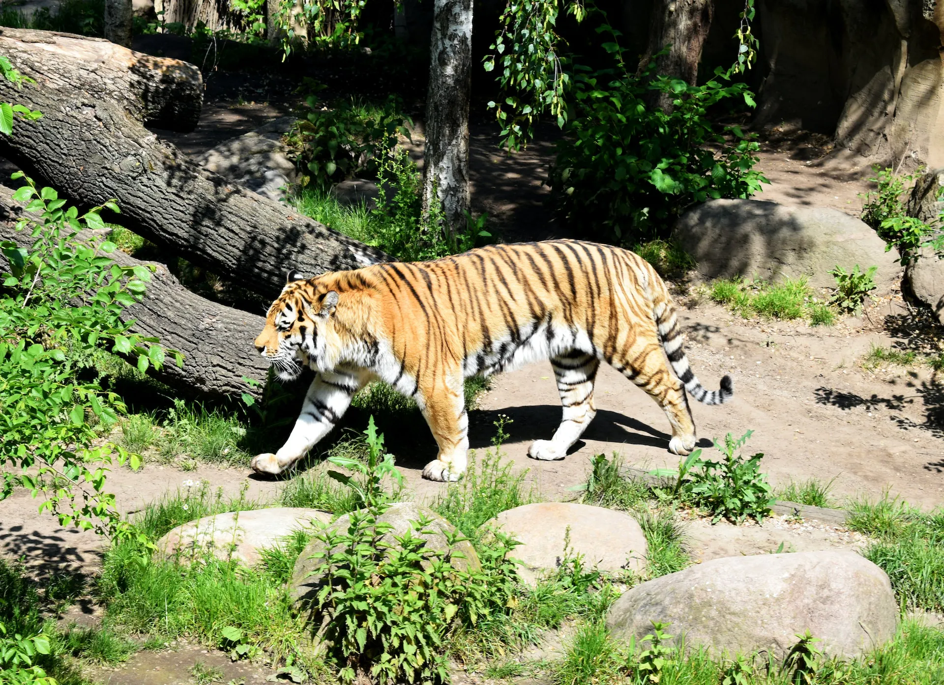 Bronx Zoo Animals | Explore 700+ Species in Over 17 Exhibits